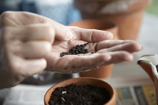 how to grow turnips from seeds