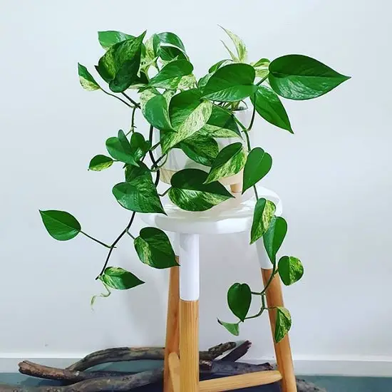 Best Pothos to Grow indoor