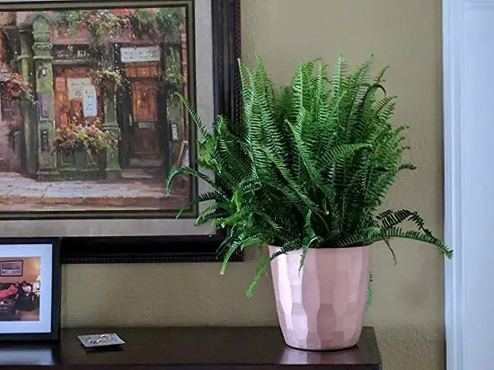 Plants That Purify Air and Are Safe For Cats, Per NASA 