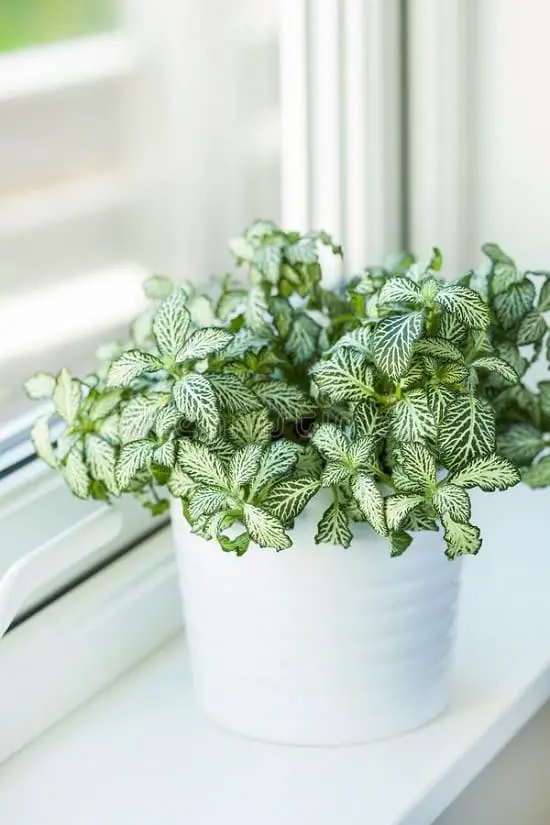 What do Plants Eat