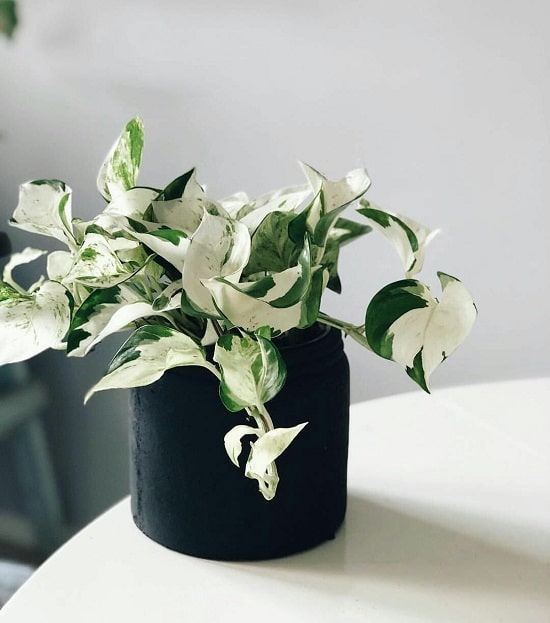  Pothos Varieties in pot