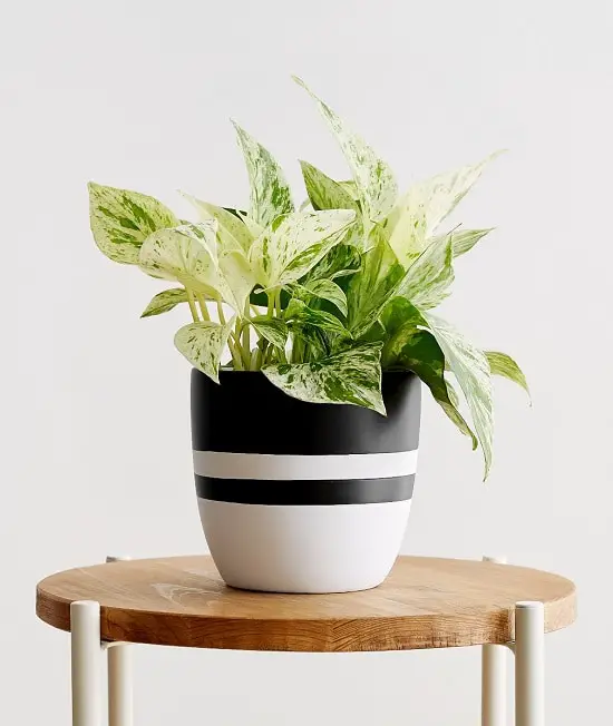 Best Pothos to Grow