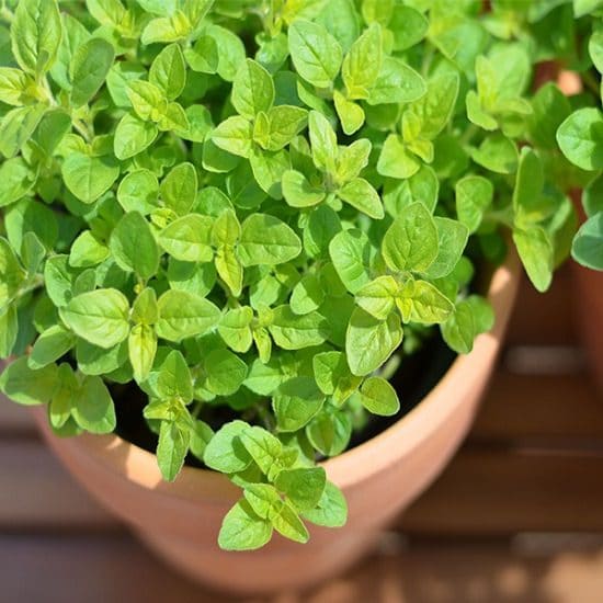 Pruning marjoram plants