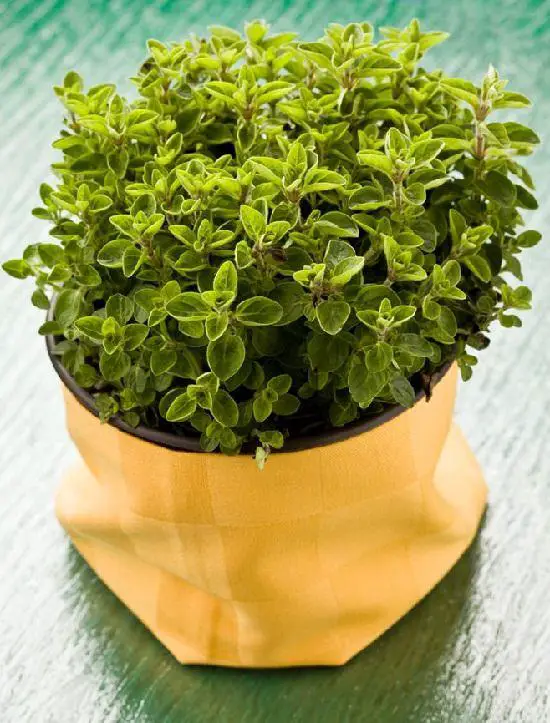 Marjoram companion plants