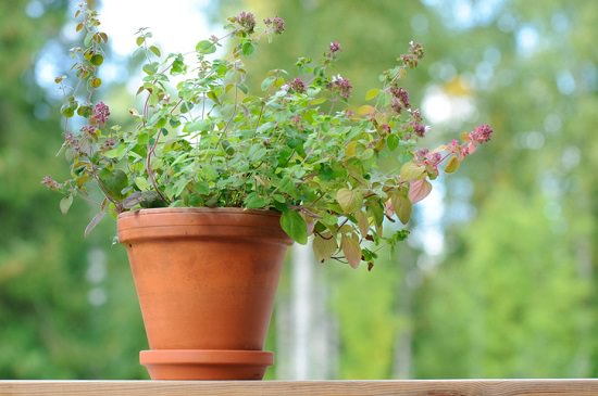 Growing marjoram from cuttings