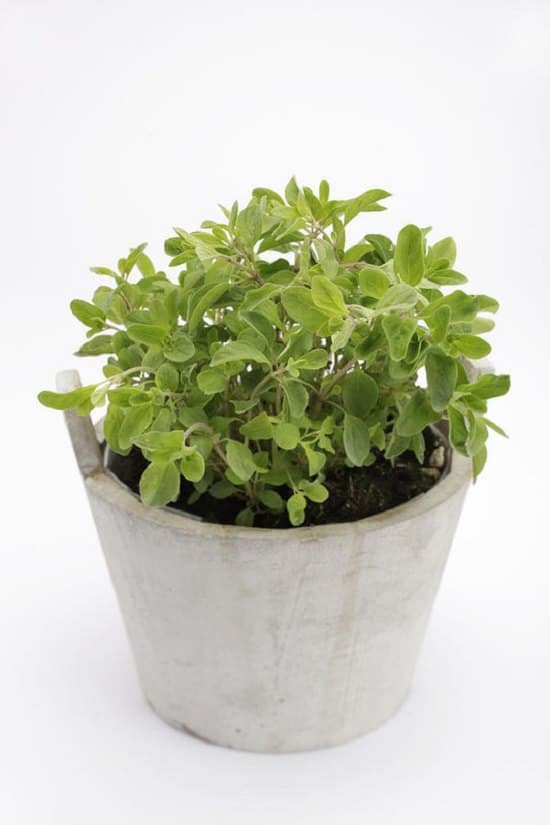 Marjoram herb