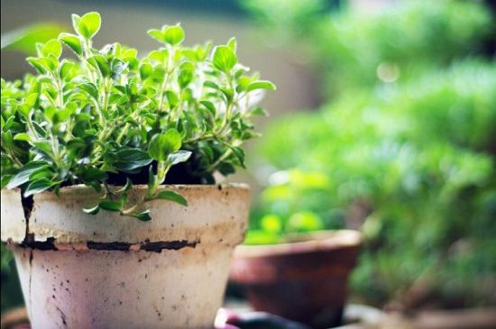 Grow Marjoram in Pots