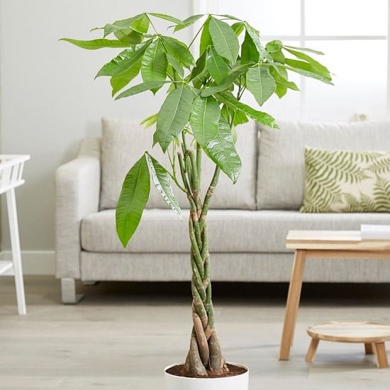 Safe For Cats: NASA-Approved Air Purifying Plants 
