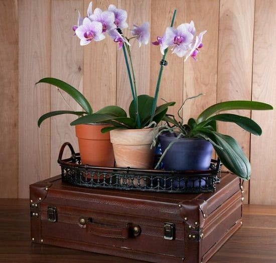 Safe For Cats Air Purifying Plants Licenced by NASA