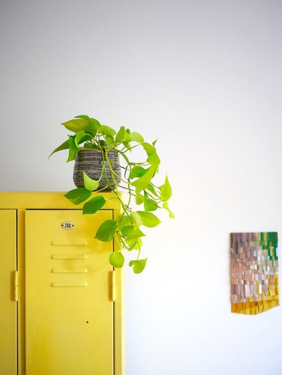 Types of Pothos Varieties 2