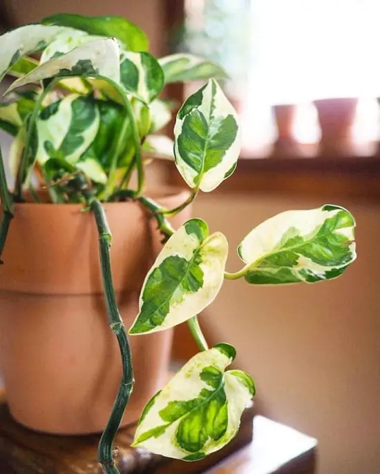Best Pothos to Grow windowsill