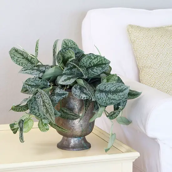 pothos varieties in metalic pot