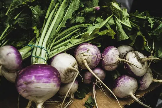 Growing turnips from turnip tops