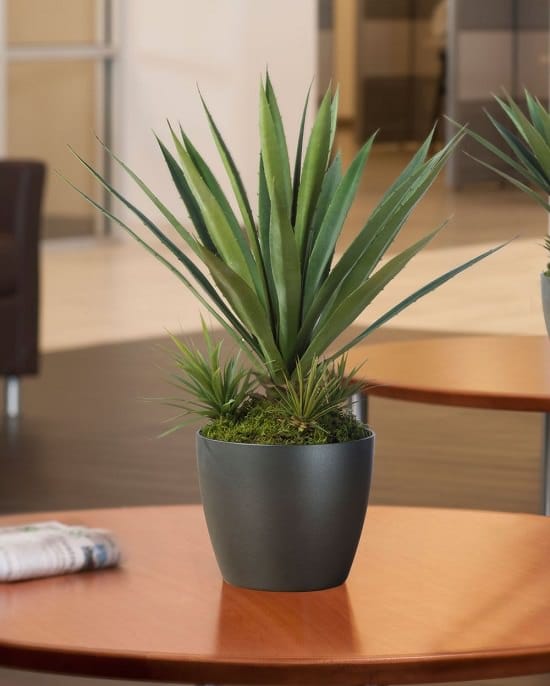 Agave Plant Benefits