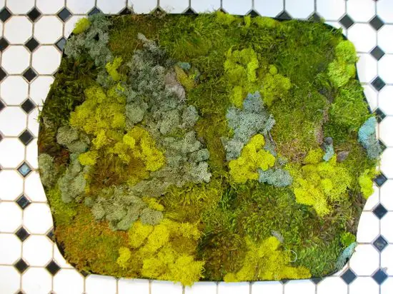 Moss and Stone Bath Mats