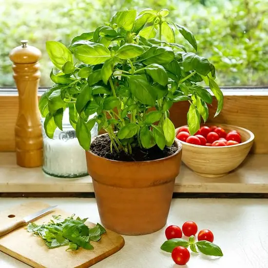 Growing Basil Indoors