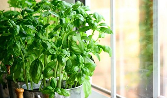 Indoor Basil Plant Care