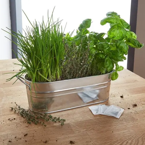 Grow Basil with Other Edibles