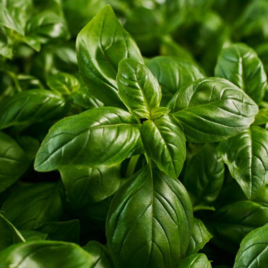 Harvesting Basil 