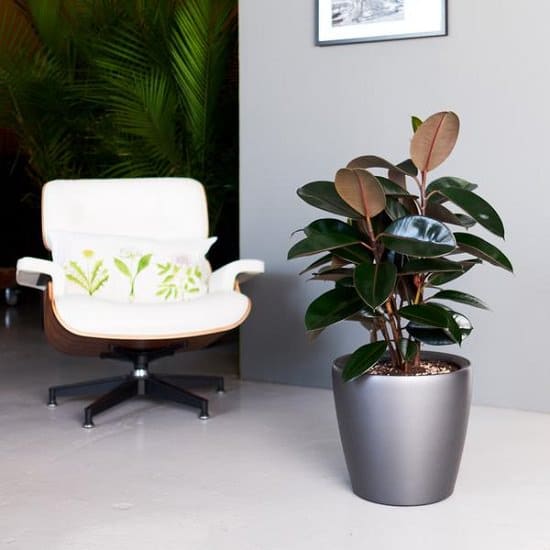 Learn about 11 Air Purifying Plants Safe for Cats that are non-toxic to pets and cleanse the indoor air from harmful VOCs and indoor particulate matter.