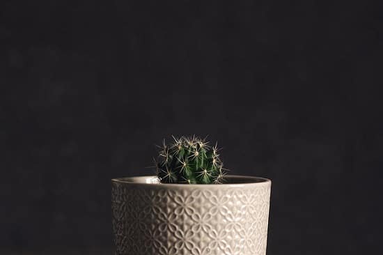 Types of Cactus