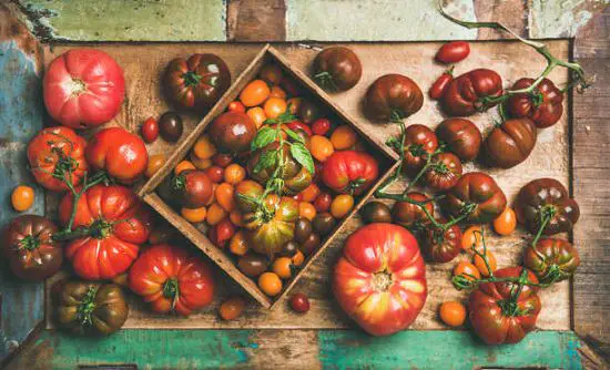 Mistakes When Growing Tomatoes