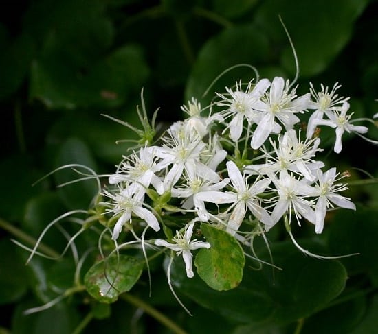 Flowers That Smell like Vanilla