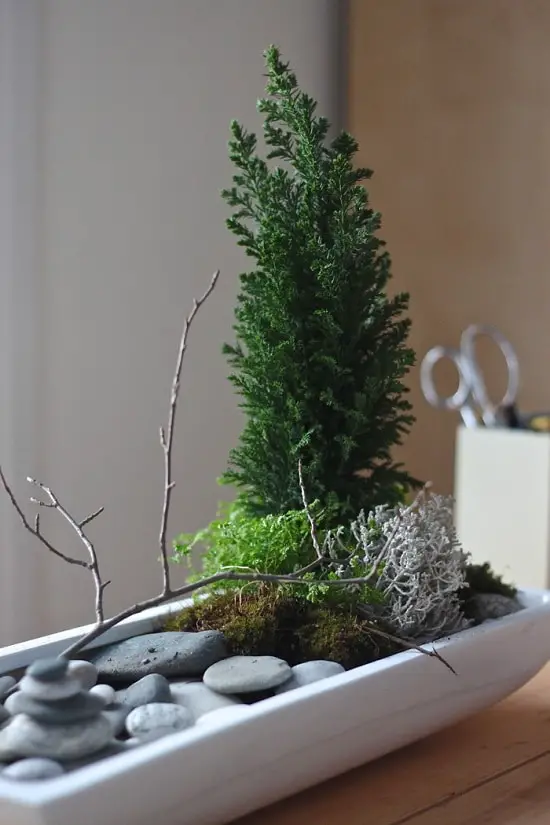 Indoor Rock Garden Ideas