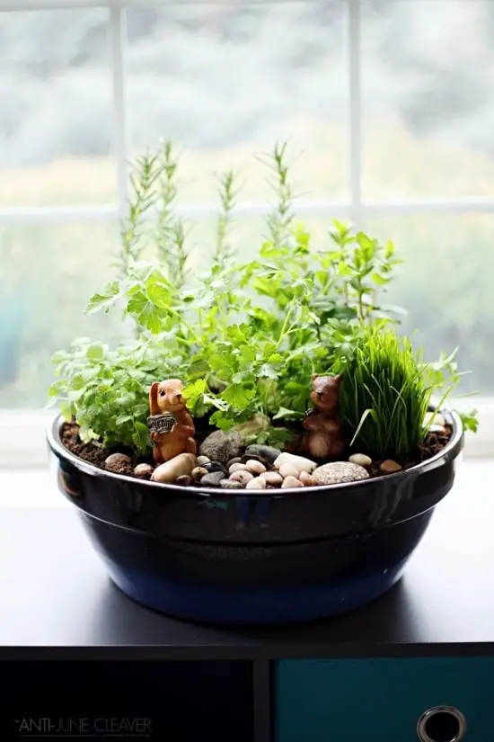 making an Indoor Rock Garden