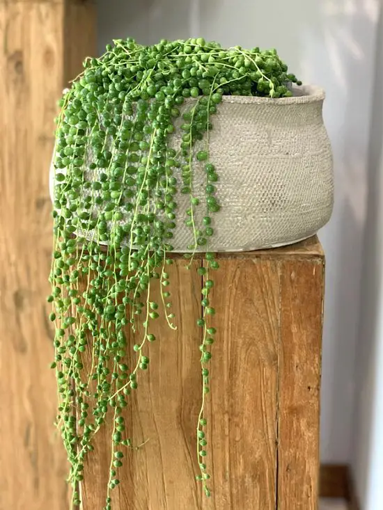 beautiful Indoor Plants that Don't Need Water Before a Month