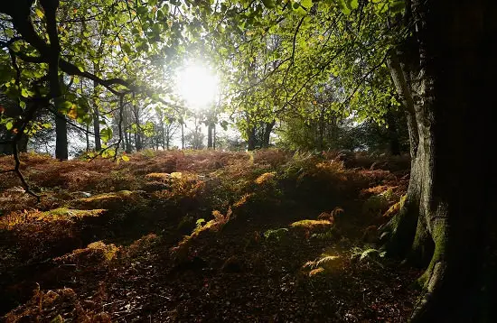 Tree Facts 2019