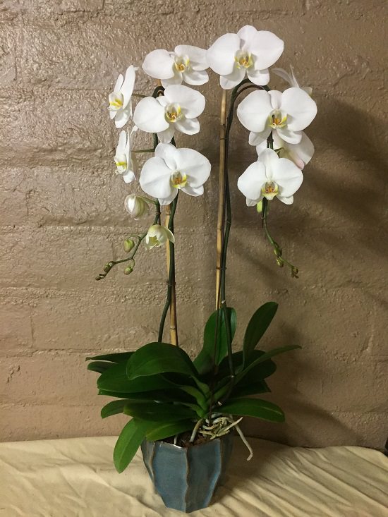 Low Light Indoor Plants Safe for Cats and Dogs - Moth Orchid