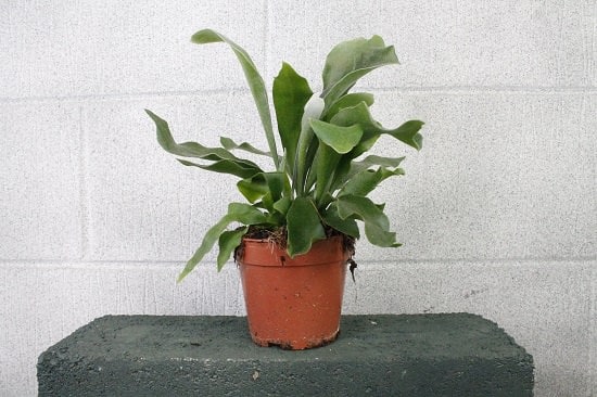 Staghorn Fern