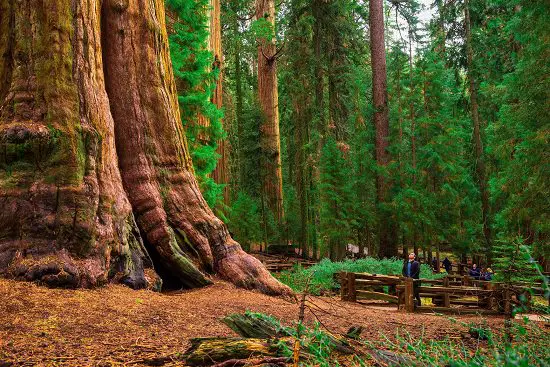 Fun Facts about Trees