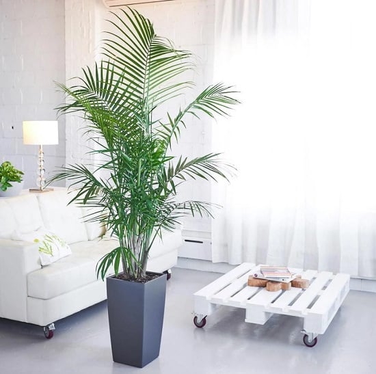 Indoor Palm