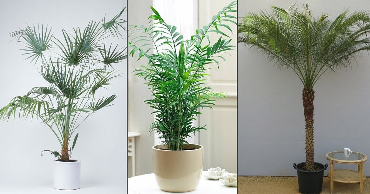 17 Types Of Indoor Palm Plants Best Palm Varieties