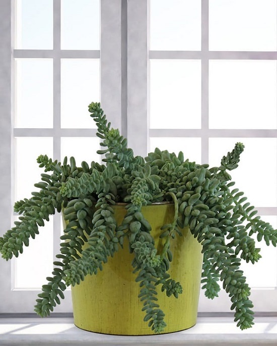 Burro's Tail