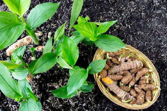Amazing Top Medicinal Plants and Their Advantages