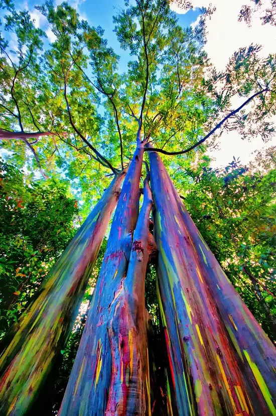 Fun facts about trees