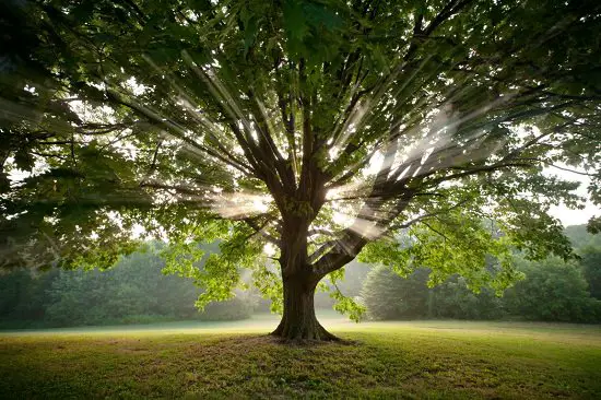 Trend of Planting Trees