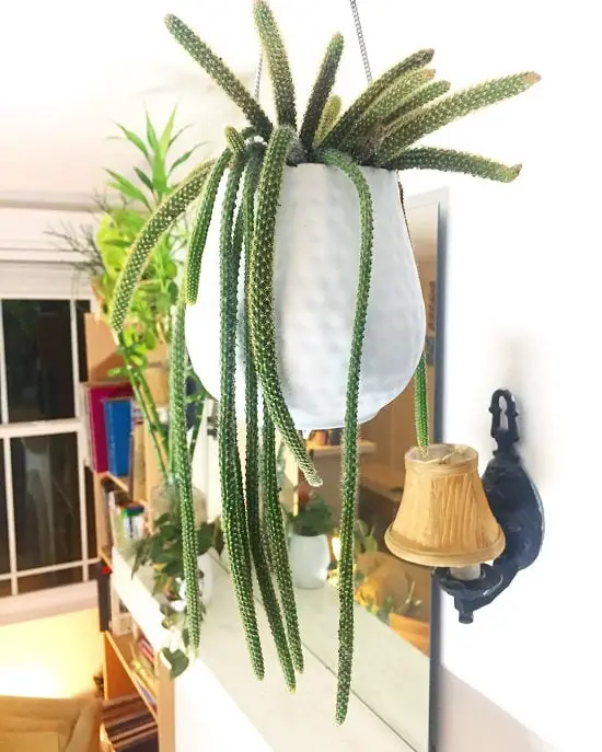 Types of Cactus With Names