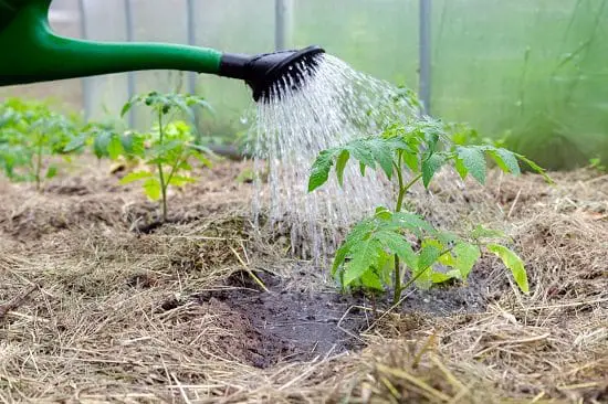 Growing tomatoes in pots