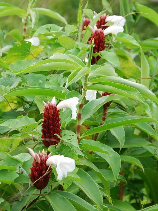 Amazing Types of Ginger Plants 