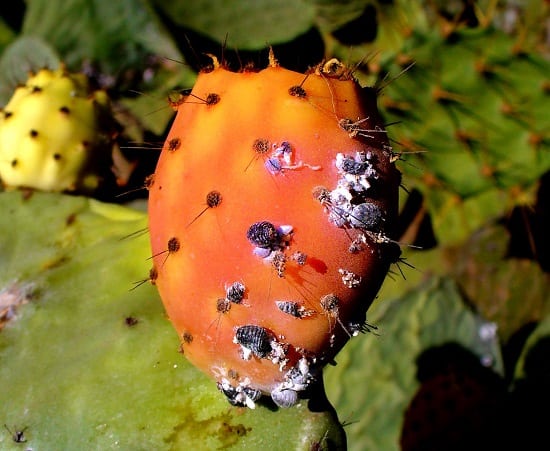 Prickly Pear Cactus Care