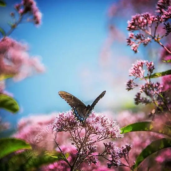 Best smelling plants for outdoors