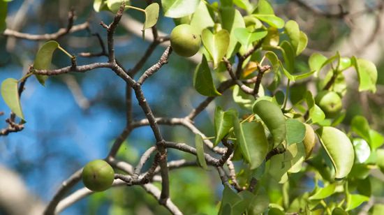Interesting facts about trees and plants