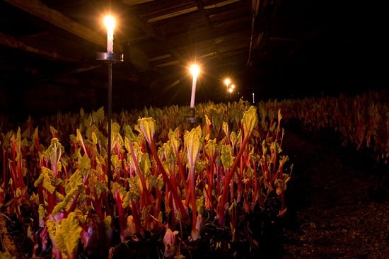 Forced Rhubarb