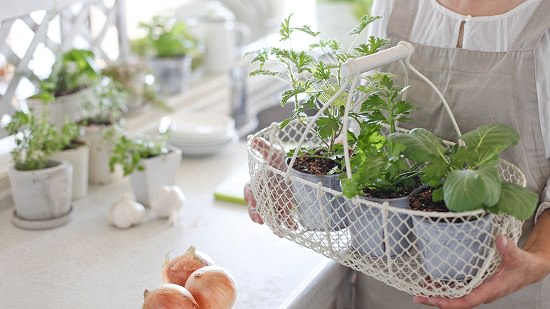 Indoor Herb Garden
