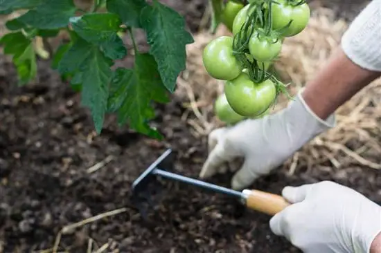 How to grow tomatoes in pots indoors