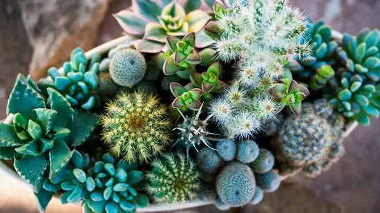 Amazing Indoor Plants that Don't Need Water Before a Month